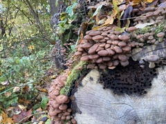 Armillaria ostoyae