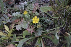 Potentilla breweri