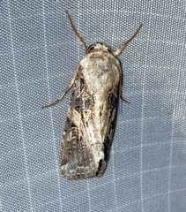 Spodoptera ornithogalli