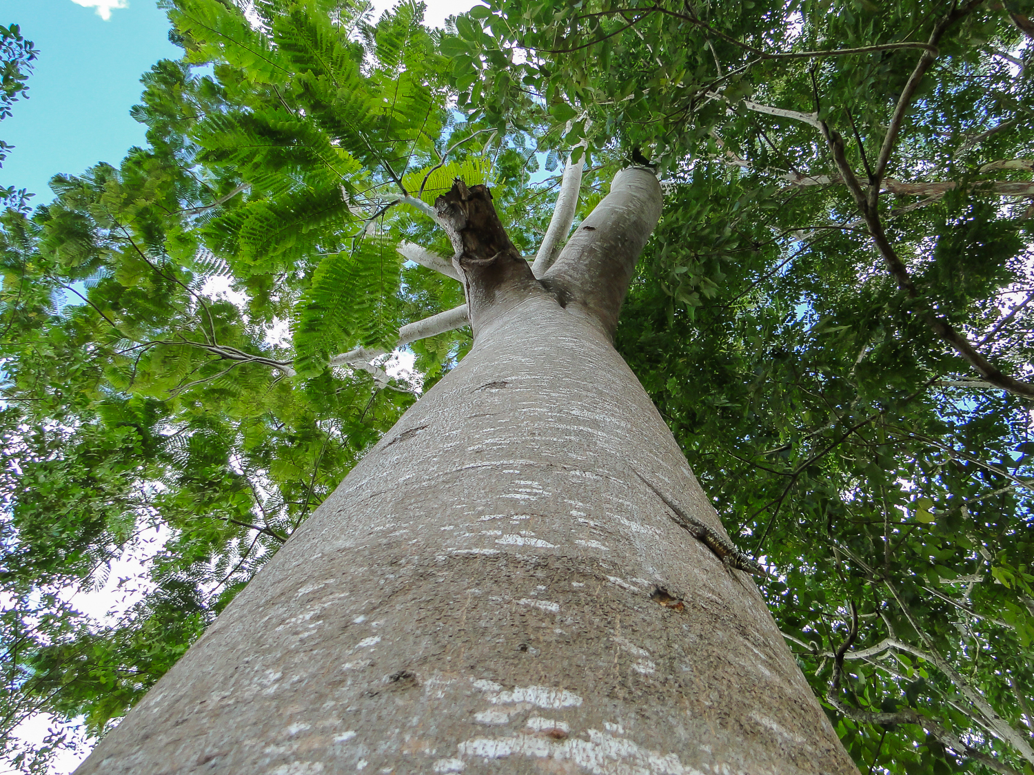 Schizolobium parahyba