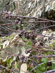 Eucalyptus cinerea