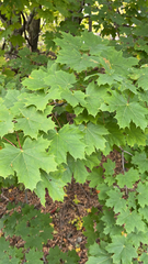 Acer platanoides