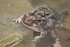 Incilius occidentalis