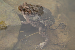 Incilius occidentalis