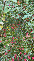 Berberis vulgaris