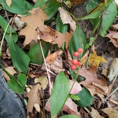 Convallaria