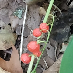 Convallaria