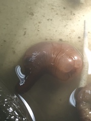 Priapulida