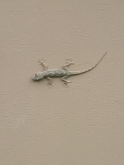 Hemidactylus flaviviridis