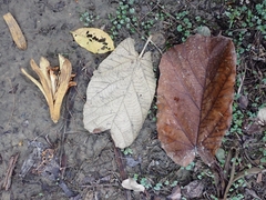 Pterospermum acerifolium