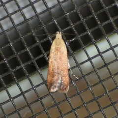 Anacampsis fullonella