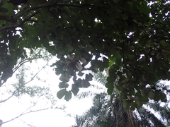 Pterospermum acerifolium