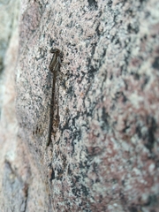 Argia