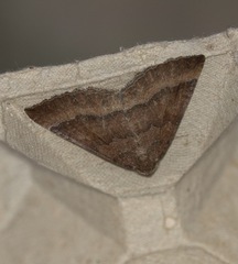Larentia clavaria