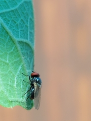 Silba