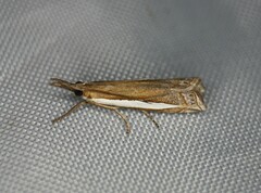 Crambus