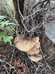 Suillus lakei