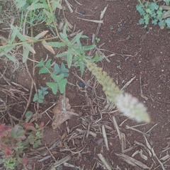 Reseda alba