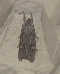 Lithophane leautieri