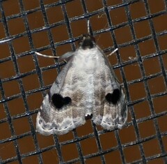 Abablemma duomaculata