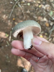 Russula virescens