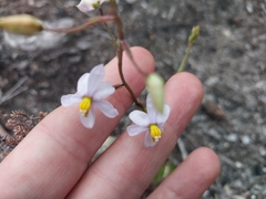 Cyanella