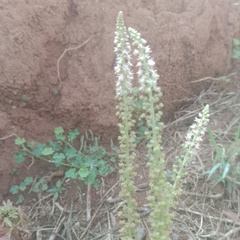 Reseda alba