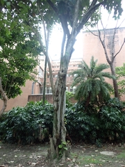 Pterospermum acerifolium