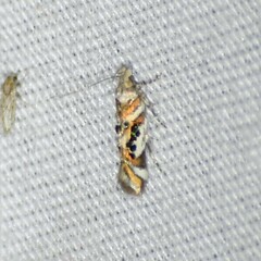 Aristotelia elegantella