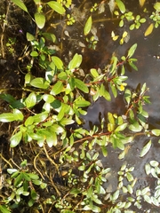 Ludwigia peploides