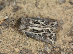 Agrotis gladiaria