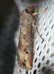 Agrotis ipsilon