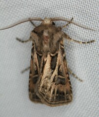 Agrotis gladiaria
