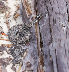 Sistrurus miliarius barbouri