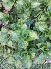 Hydrangea macrophylla