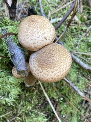 Armillaria mellea