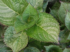 Hydrangea macrophylla