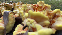 Laetiporus gilbertsonii