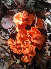 Cantharellus coccolobae