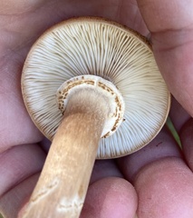 Armillaria mellea
