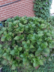 Hydrangea macrophylla