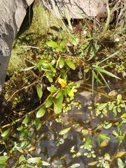 Ludwigia peploides