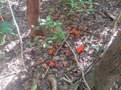 Cantharellus coccolobae
