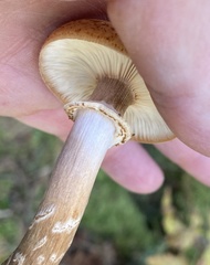 Armillaria mellea