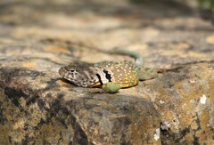 Crotaphytus collaris