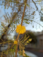 Vachellia caven