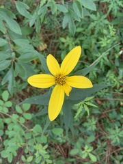 Helianthus strumosus