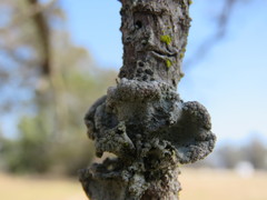 Parmotrema hypoleucinum