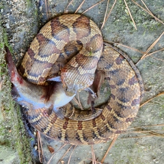 Nerodia sipedon pleuralis