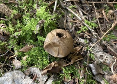 Apioperdon pyriforme